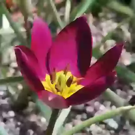 Humillis Persian Pearl